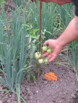 un bouquet bien équilibré, car le sfelrus on été taillé, pour avoir des fruits de grosseur homogène sur la grappe!
