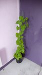 plante 006.jpg