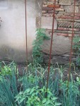 dans le fond, 1 plant de 1 m de haut