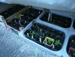 les plants sous abri.jpg