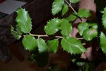 DSC_1521.JPG