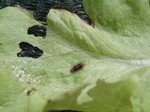 Feuille de salade