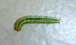 Plusieurs chenilles trouvées enroulées dans les feuilles de salade,concombres et haricots verts