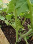 Bête non indetifiée sur pied de tomate