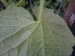 dessous de feuilles de concombre