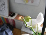 orchidée.jpg
