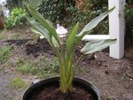 plante inconnue