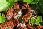 Insecte.jpg