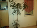 IMG00209-20110321-1946.jpg