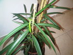 IMG00210-20110321-1946.jpg