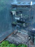 tomates et gazanias sous serre.jpg