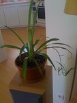 plante nanou1.jpg