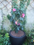 Camelia 2011 mars.jpg