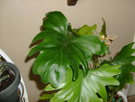 photo.plante.jpg