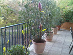 BoutonsFlorauxMagnolia.jpg