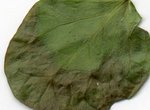 img023.jpg