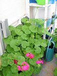 Copie de geranium256-03-11.jpg