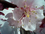 Voici sa fleur de prêt