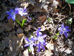 Chionodoxas