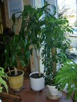 Schefflera et dracaena.JPG