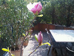 magnolia fleur ouverte.jpg