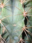 cactus.jpg