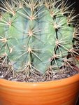 cactus 1.jpg