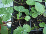 petite question:vous voyer la feuille qu'il y a,celle qui ne ressemble pas au feuilles des fraises.<br />Pouvez vous me dire ce que c'est?<br />Merci