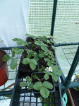 mes fraises des bois