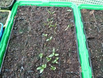 légumes et plantes aromatiques bon j'ai pas gérer sur se coup la aussi pas mis d étiquettes etc au pire on verra ^^