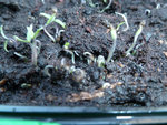 regarder moi sa des bébé pied de tomates cerises qui soulève la terre pour survivre,c'est pas beau sa^^