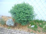 le nom de cette plante svp