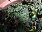 des graines de drosera capensis qui ont surement du voler grâce à mes fleurs^^