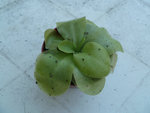 pinguicula