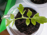 tomate
