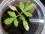 tomate 2