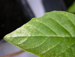 physalis