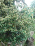 DSC01350.JPG