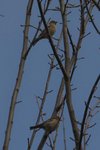 DSC_0450.jpg