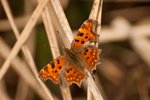 DSC_0486.jpg
