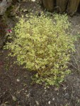 DSC01347.JPG