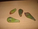 Voici les 4 feuilles que je possède.