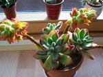 Ce que j'aimerais que la plante devienne un jour