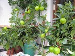 IMG_0494A.jpg