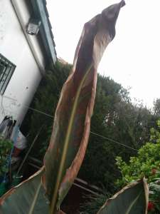 Photo0032_redimensionne.jpg