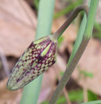 Sékoidon 27-03-11 03.jpg