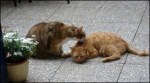 Les 2 chats.jpg
