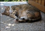 la sieste.jpg