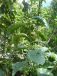 DSC01342.JPG