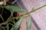 points blancs sur les branches